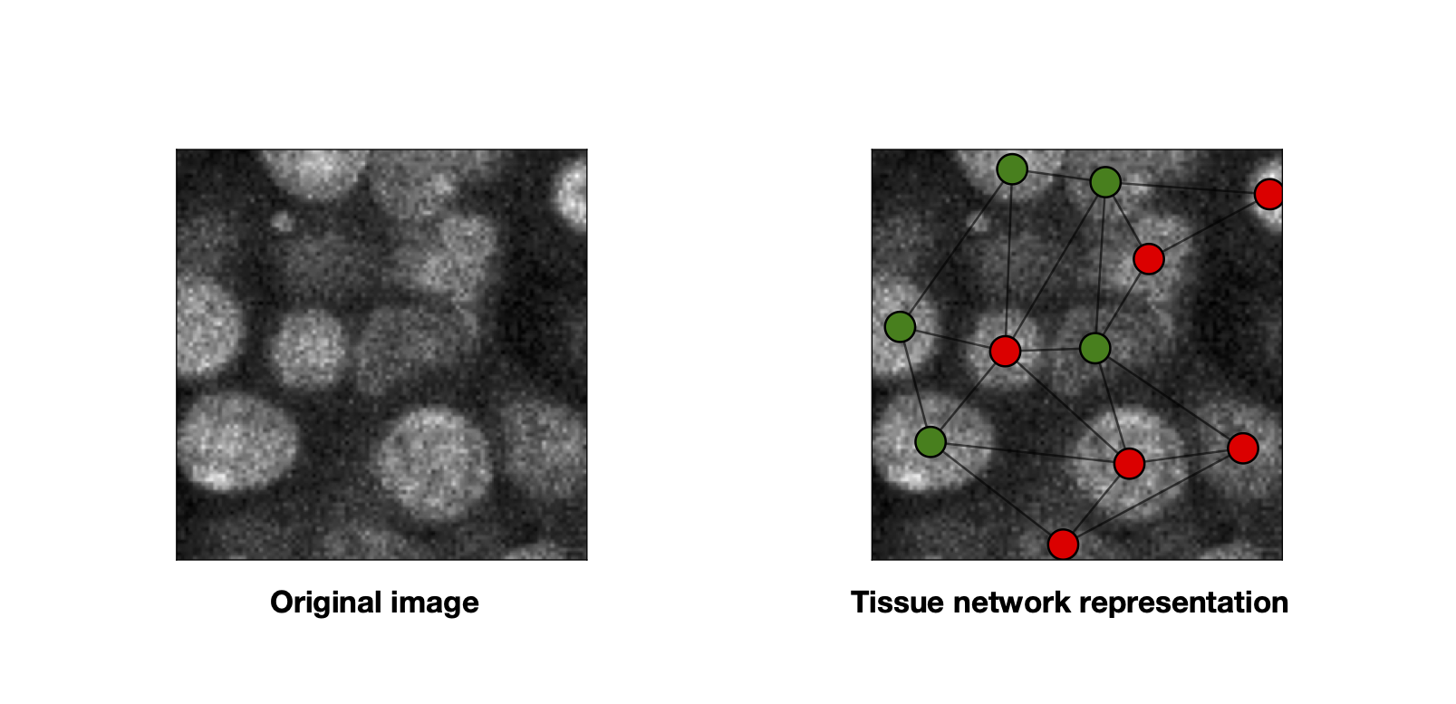 _images/griottes_example.png